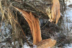 BaptisteIR_WillowHinging-scaled