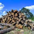 Whole trees being logged for biofuel, report reveals