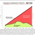 CO2 emissions from forestry are a surging climate threat